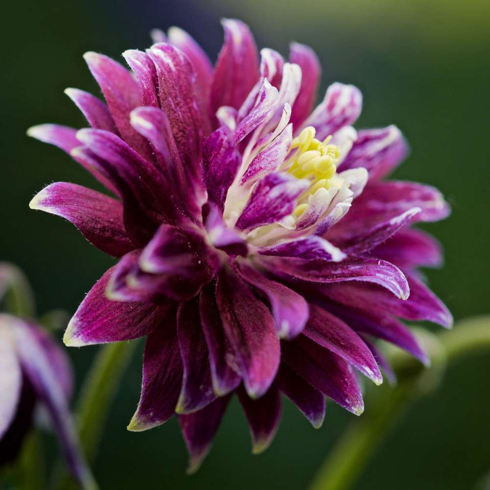 Akeleje 'Christa Barlow'